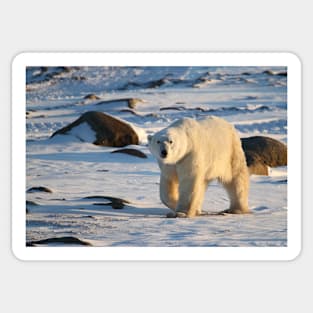 Polar Bear on the Tundra, Churchill, Canada Sticker